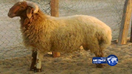 كويتي يبيع خروفاً بمليون ريال بحفر الباطن