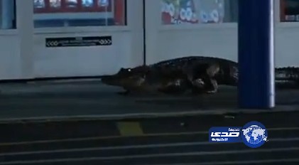 فيديو.. تمساح يرعب زوار مركز تجاري في فلوريدا