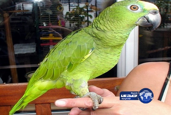 اعتقال متهم هاجم الشرطة ببغاء