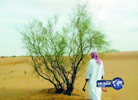 تغريم محتطبين 500 ألف ريال في الباحة