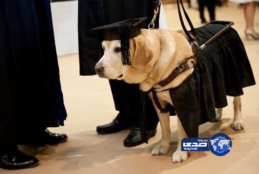 جامعة وهمية تمنح شهادة الماجستير لكلب