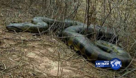 العثور على أفعى معمّرة جنوب لبنان
