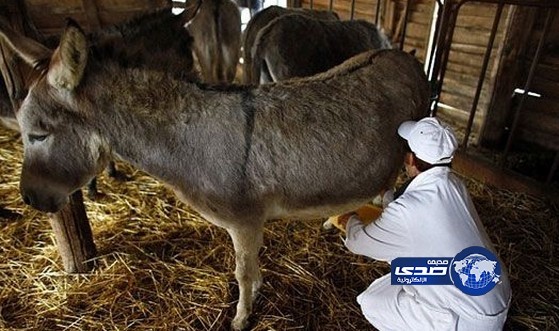 ألبان الحمير في تركيا الأغلى سعراً!