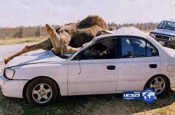 وفاة مواطن في حادث مروري بالاردن اثر اصطدام مركبته بقطيع جمال