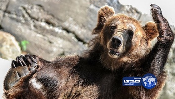 سائحان روسيان يشبعان دبا بولنديا ضربا حتى فقد وعيه