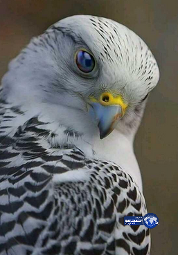 صقر حاز على أجمل عين والتي وصفها بعض خبراء الطيور بقطعة ( الكرستال)