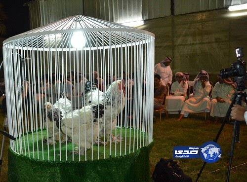 في أول مزاد للدجاج بالرياض بيع دجاجة بـ 7500 ريال