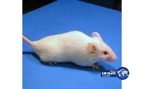 صغار الفئران “تبكي” لمنع التحرش الجنسي