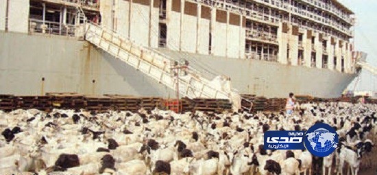 ميناء جدة الإسلامي يستقبل مليوني رأس من الأغنام