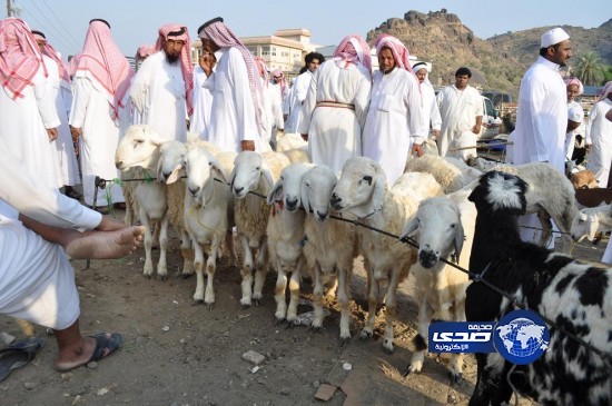 أسعار الأضاحي بتهامة عسير تتجاوز الـ 2000 ريال