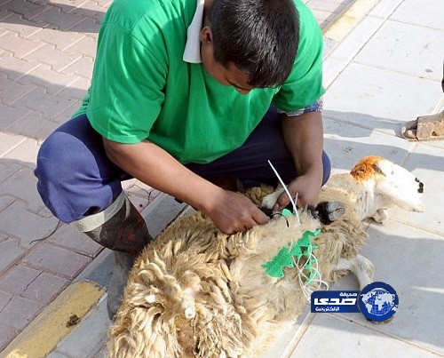 “الوطنية الزراعية” حجز أضحية برقم الهوية غير صحيح