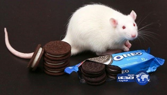 بسكويت “أوريو” يسبب الإدمان مثل الكوكايين