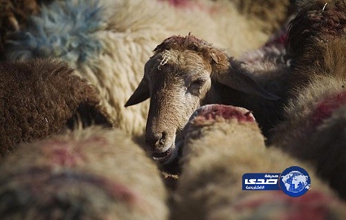 40 ألف جزار لذبح أضاحي الحجاج