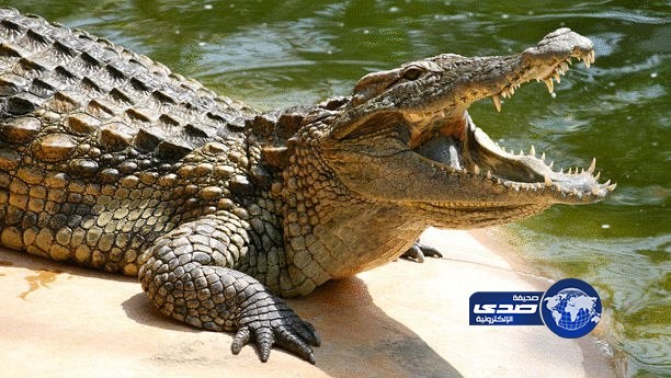 تمساح يضبط مسروقات بمنزل سويدي