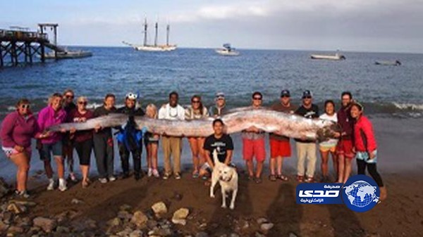 اكتشاف مخلوق بحري مجهول طوله 5 أمتار في كاليفورنيا