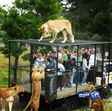 حديقه الحيوانات في نيوزيلاندا…الناس في الشبك والحيونات في الخارج!