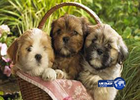 روسية «تطعن» صديقتها وطفلتين دفاعاً عن كلابها!