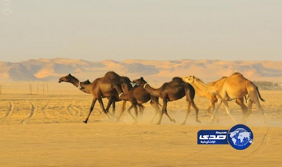 ” 3795 ” ناقة تشارك في مهرجان مزاين الإبل بمنطقة نجران