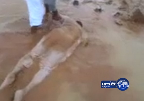 بالفيديو والصور : مواطنين يتنشلون &#8220;جثث&#8221; الغرقى بسيول عرعر