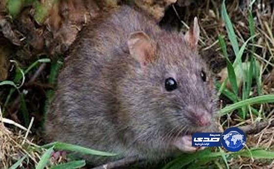 فأر ضخم يلتهم طفلاً باليمن