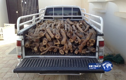 الزراعة تؤكد سعيها لتسهيل إجراءات استيراد الحطب والفحم