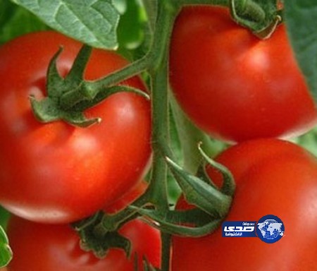 حماية المستهلك: على الجميع مقاطعة شراء الطماطم أسبوعاً