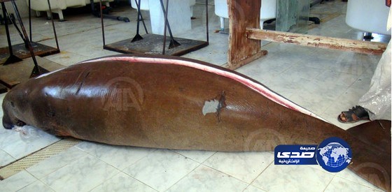 عروس البحر تظهر من جديد على شواطئ البحر الأحمر