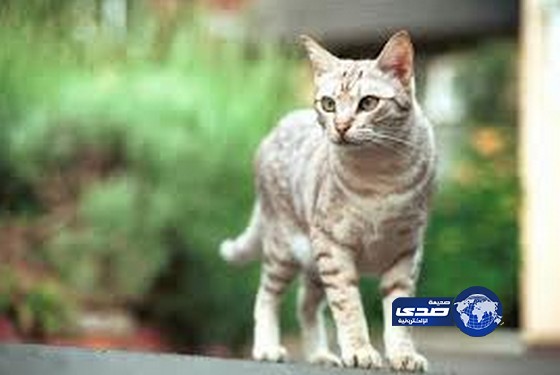 شركة روسية تتعاقد مع قط !