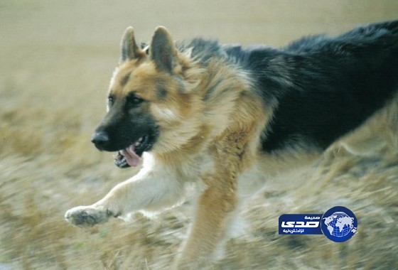 رجل يأكل كلبه بعد أن أنقذه من دب