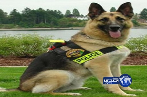 الشرطة البريطانية تمنح كلابها معاشات تقاعدية