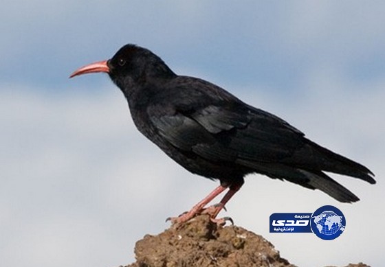 نيبالي يصادق الغربان ويناديهم بلغتهم