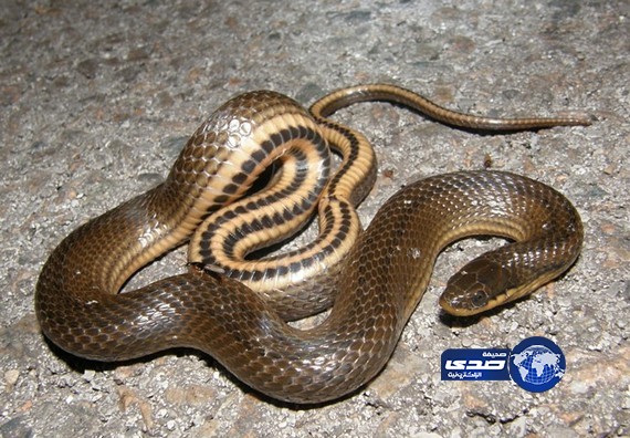 أفعى في الفرن بدلاً من البيتزا!