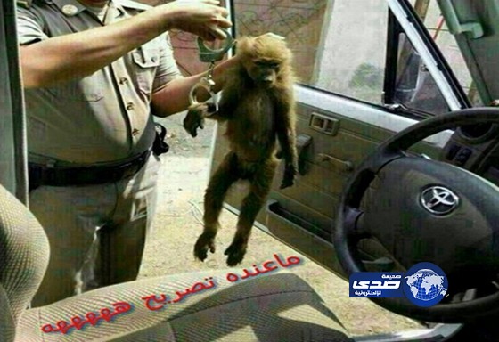 صورة :ويش قضية القرد!!