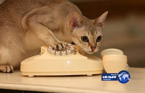 الشرطة البريطانية تتلقى بلاغاً كاذباً من قط!