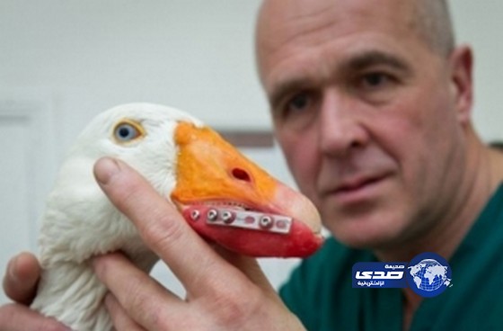 بالفيديو.. وزّة تحصل على منقار صناعي في جراحة نادرة