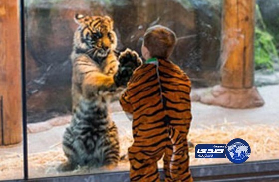 فيديو لنمر يلعب مع طفل لعبة المرآة يتجاوز مليون مشاهدة على اليوتيوب