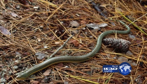 ثعابين  تثير ذعر طالبات مدرسة ابتدائية بجازان