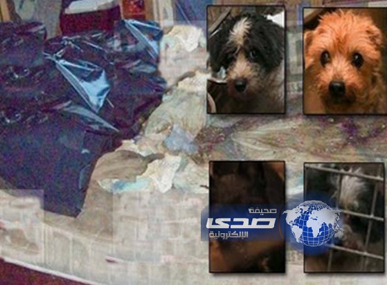 4 كلاب تلتهم صاحبها الستيني