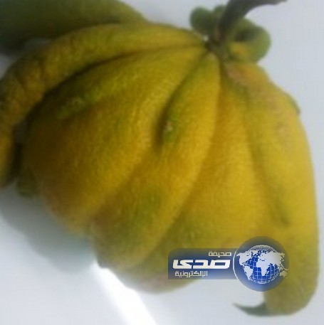 ثمرة ليمون غريبة الشكل في مزارع احد المواطنين في بالجرشي