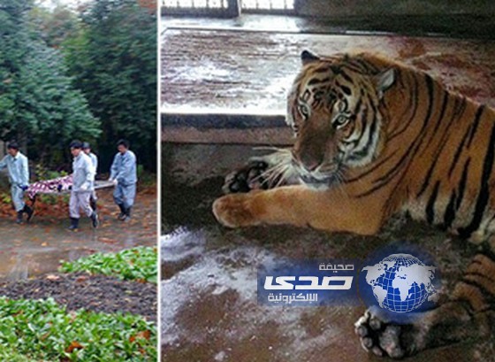 نمر ينهش حارسه حتى الموت