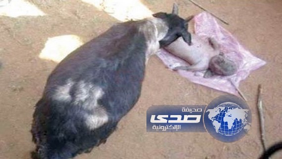 عنز تلد “بني ادم ” فى نيجيريا