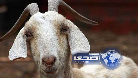 كيني يدان بعشر سنوات سجن لاغتصابه معزاة!