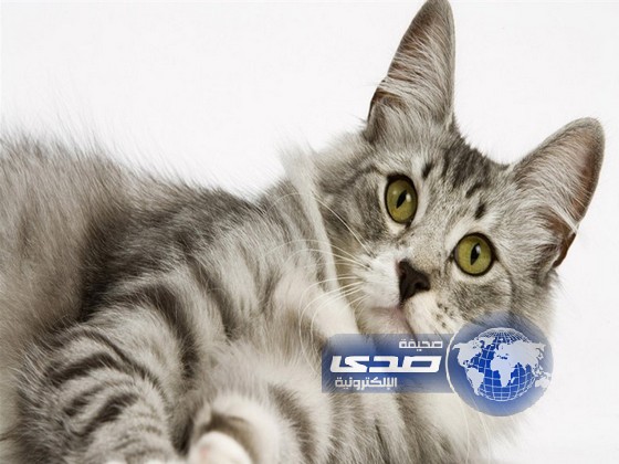 أميركي ضرب والديه وهددهما بالقتل لأنهما منعاه من رؤية هرّة!