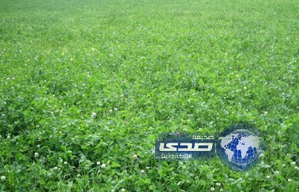 حبس مُدرس عاقب تلاميذه …بـ “أكل البرسيم”