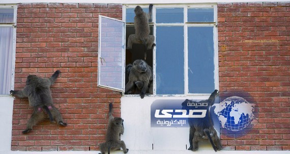 بالصور:عصابة من القرود تسطو على منزل وتسرق محتوياته