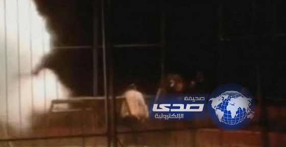 بالفيديو:لحظات مرعبة لنمريهجم على مدربه بطريقة وحشية خلال العرض بالسيرك