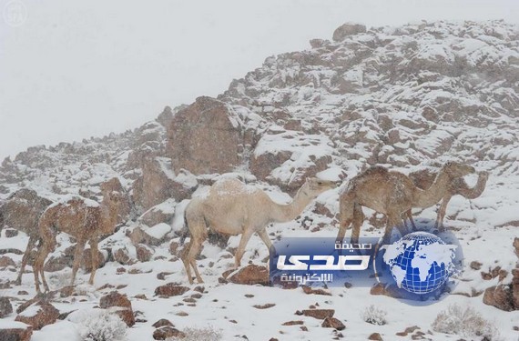 بالفيديو والصور:تساقط ثلوج وأمطار على منطقه تبوك