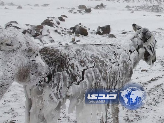 بالفيديو .. حمير تتحول الى قطعة ثلج في تركيا بفعل التجمد