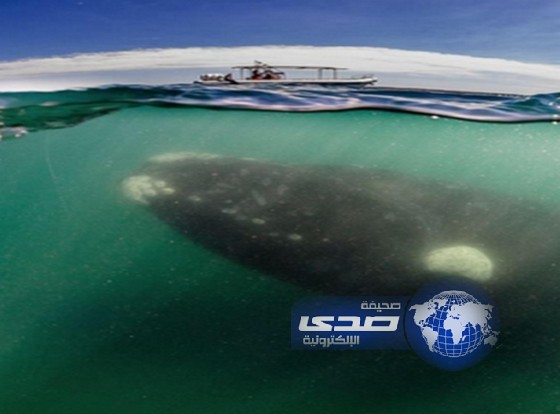 صورة مُثيرة لحوت يزن 50 طناً يظهر إلى جوار قارب سياحي في المحيط الأطلسي