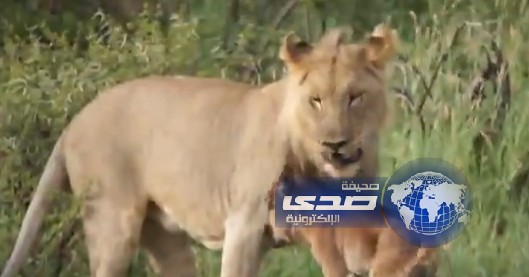 بالفيديو:أسدٌ حنون يحمي عجل صغير
